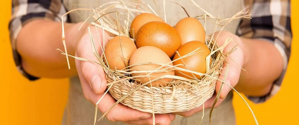 Biocangoi Huevos Ecologicos Mallorca